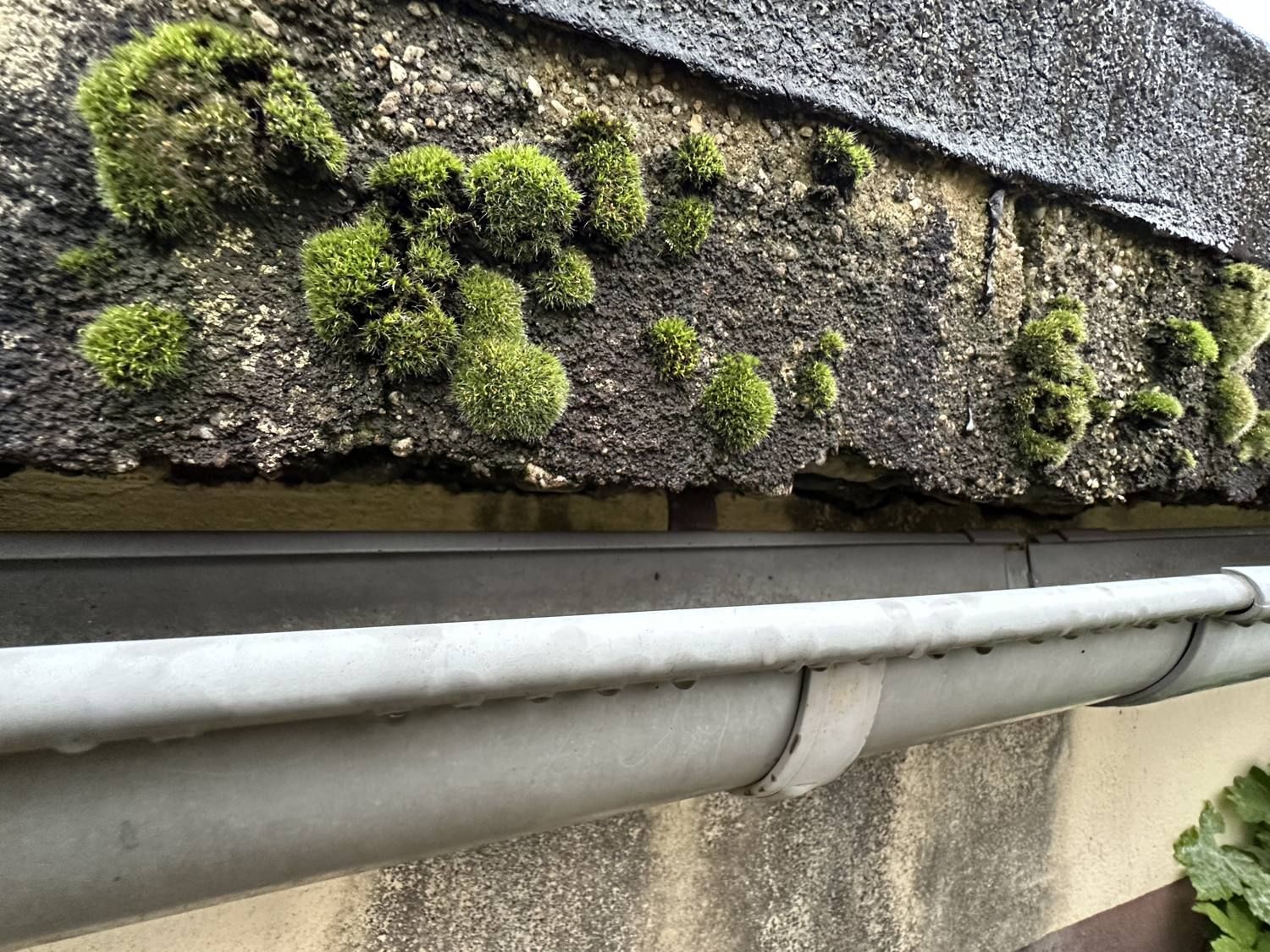Bemooster Terrassenrand, darunter ein durchfeuchteter Raum